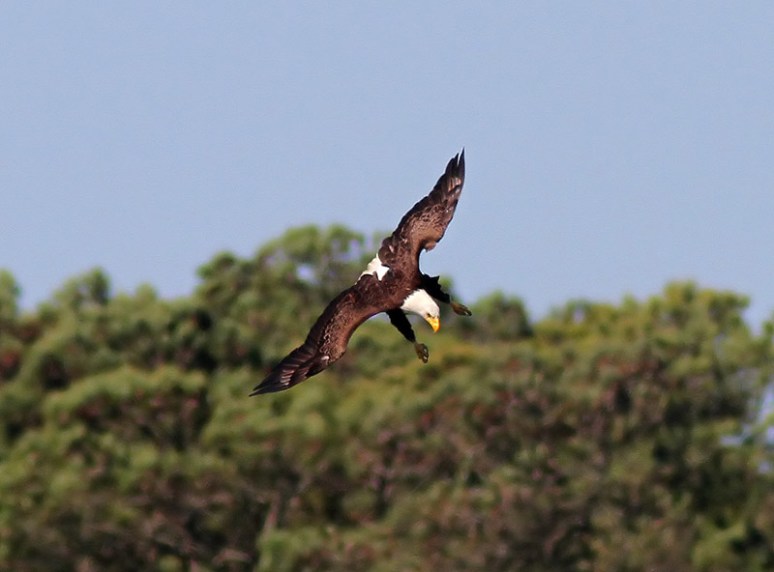 Bald Eagle Flight Over The Marsh 