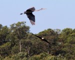 Bald Eagle Flight Over The&nbsp;Marsh