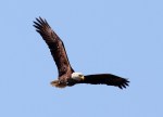 Bald Eagle Flight Over The&nbsp;Marsh