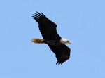 Bald Eagle Flight Over The&nbsp;Marsh