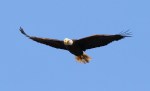 Bald Eagle Flight