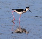 Black Necked Stilt