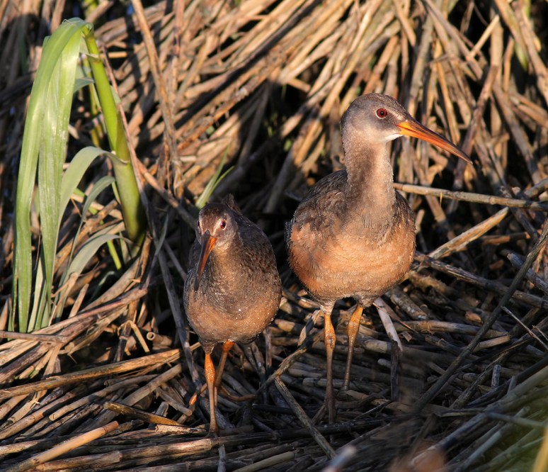Clapper Rails
