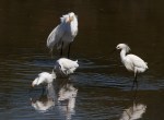 Egret and Snowy&nbsp;Group