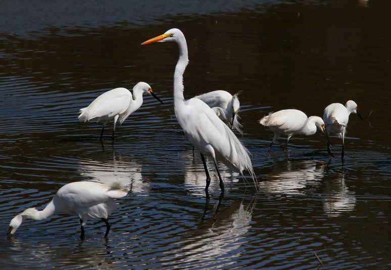 Egret and Snowy Group 