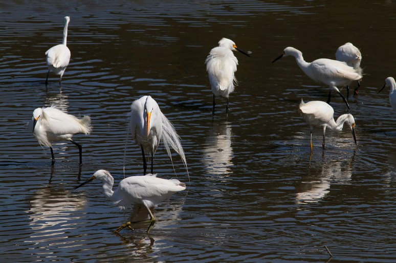 Egret and Snowy Group 