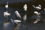 Egret and Snowy&nbsp;Group