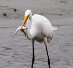 Egret Fishing in the Salt&nbsp;Marsh