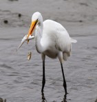 Egret Fishing in the Salt&nbsp;Marsh