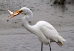 Egret Fishing in the Salt&nbsp;Marsh