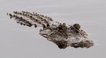 Evening Alligator 01