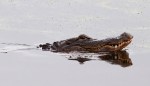 Evening Alligator