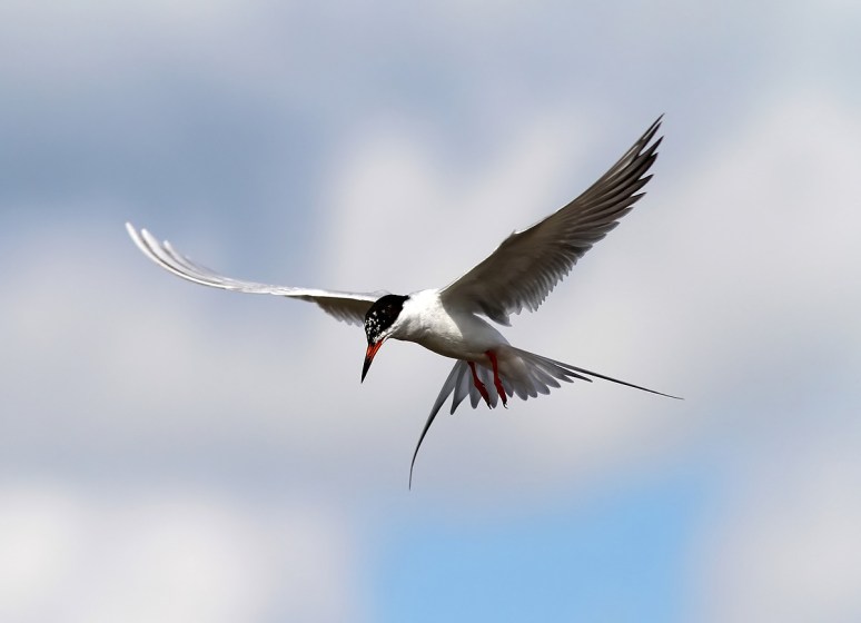 Forster's Tern Fishing 
