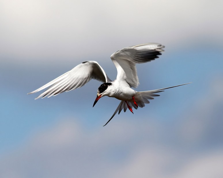 Forster's Tern Fishing 