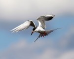 Forster’s Tern Fishing