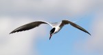 Forster’s Tern Fishing
