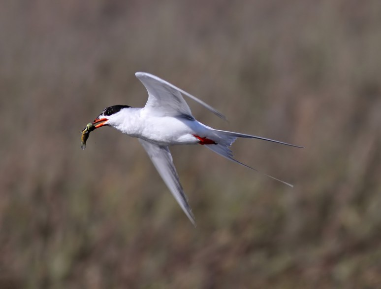 Forster's Tern Fishing 