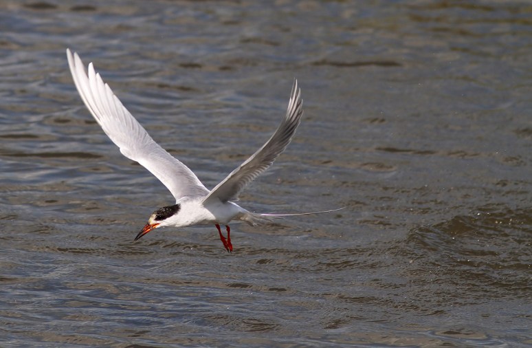Forster's Tern Fishing 