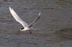 Forster’s Tern Fishing