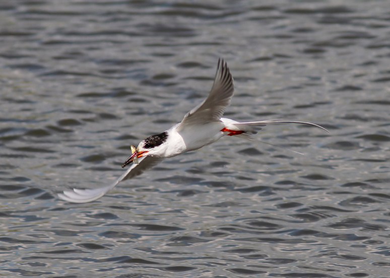 Forster's Tern Fishing 