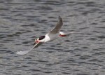 Forster’s Tern Fishing