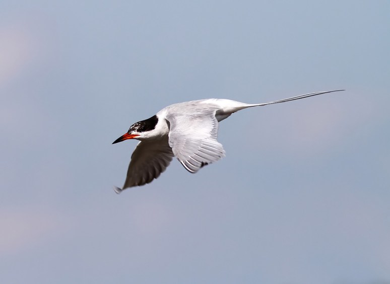 Forster's Tern Fishing 
