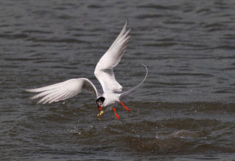 Forster's Tern Fishing 