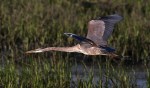 Great Blue Heron&nbsp;Flight