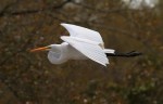 Great Egret Flight