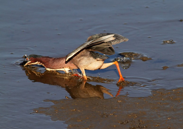 Green Heron Fishing 