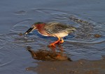 Green Heron Fishing
