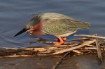 Green Heron Working the&nbsp;Marsh