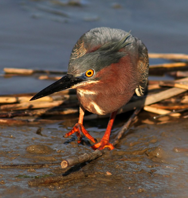 Green Heron Working the Marsh 