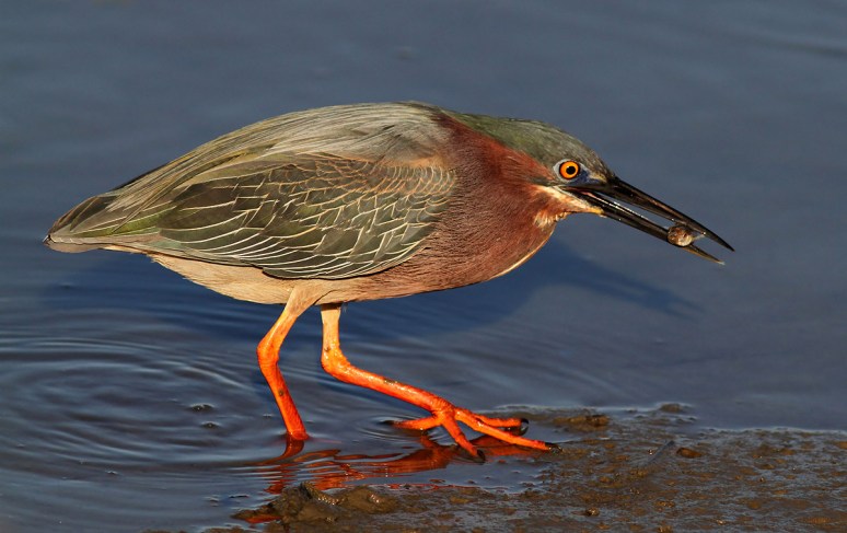 Green Heron Working the Marsh 