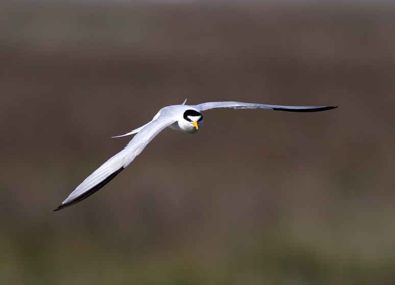 Least Tern