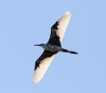 Little Blue Heron Tweener&nbsp;Flight