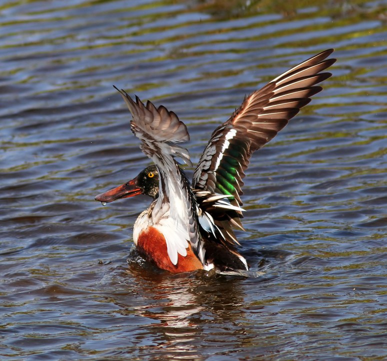 Northern Shoveler 