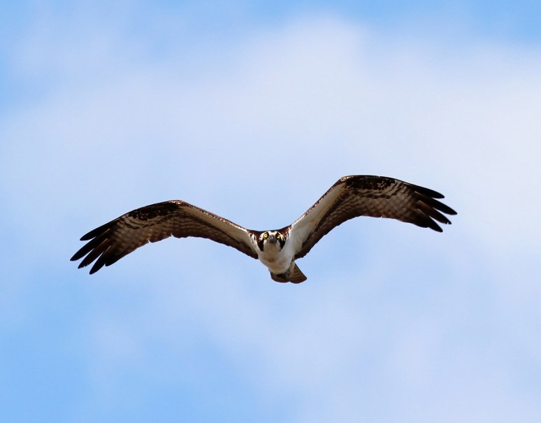 Osprey Afternoon Flight 