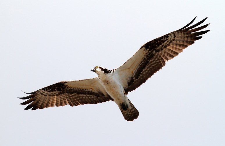 Osprey Afternoon Flight 