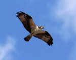 Osprey Afternoon Flight