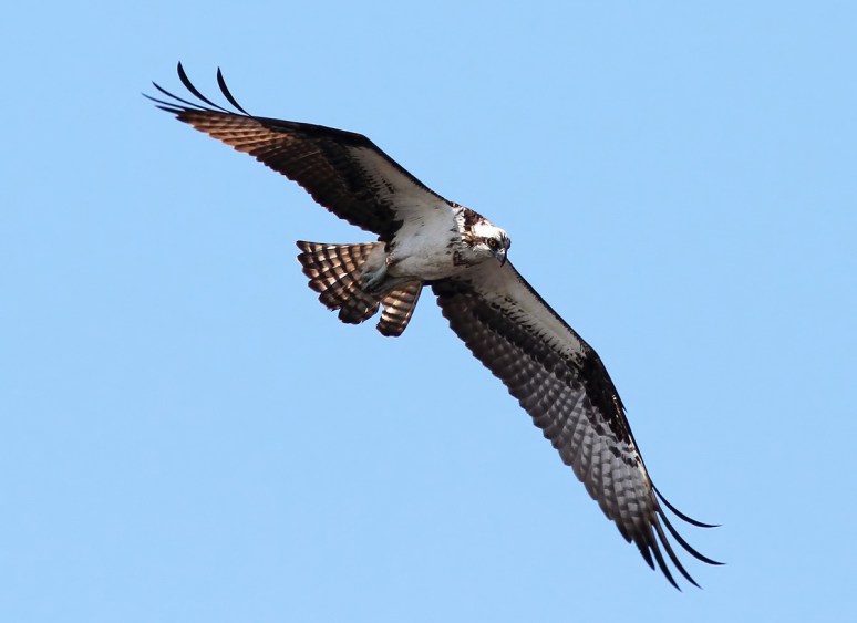 Osprey Fishing in the Marsh Pond 