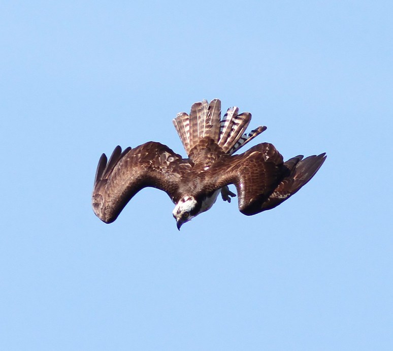 Osprey Fishing in the Marsh Pond 