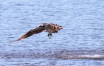 Osprey Fishing in the Marsh&nbsp;Pond