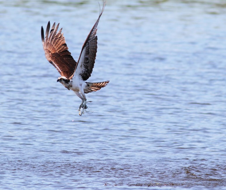 Osprey Fishing in the Marsh Pond 