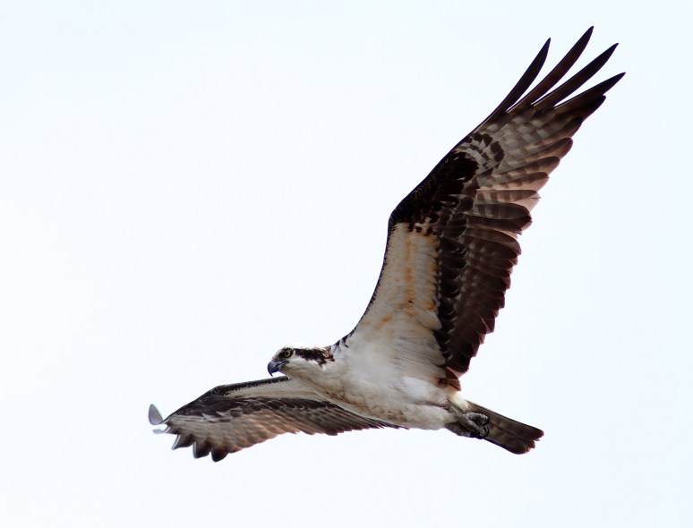 Osprey