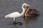 Pelican and Egret