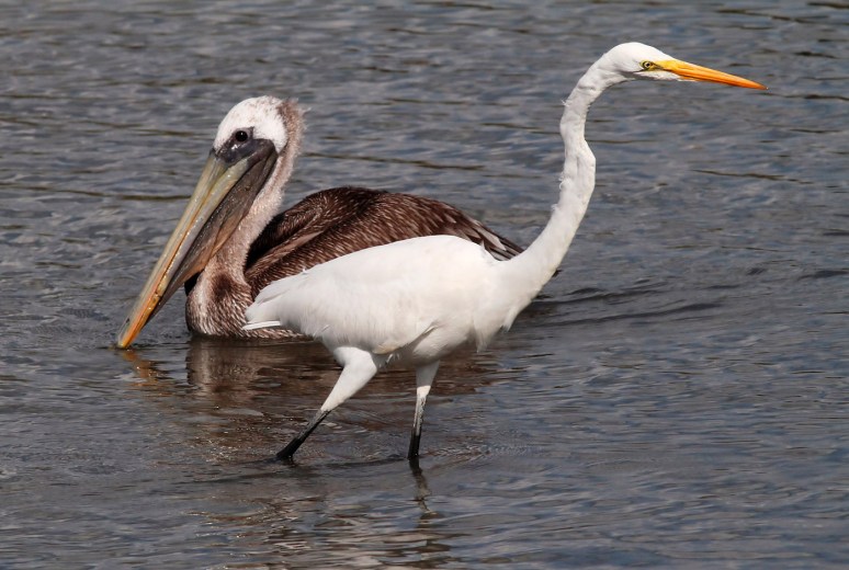 Pelican and Egret 
