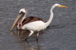 Pelican and Egret