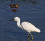 Snowy and Alligator&nbsp;Fishing