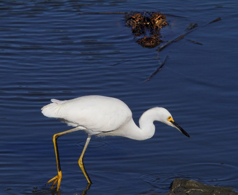 Snowy and Alligator Fishing 